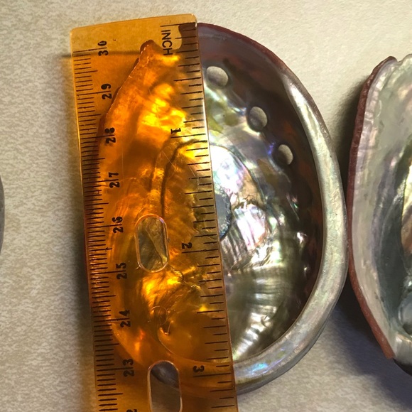 8 Genuine Abalone Shells - Picture 4 of 8